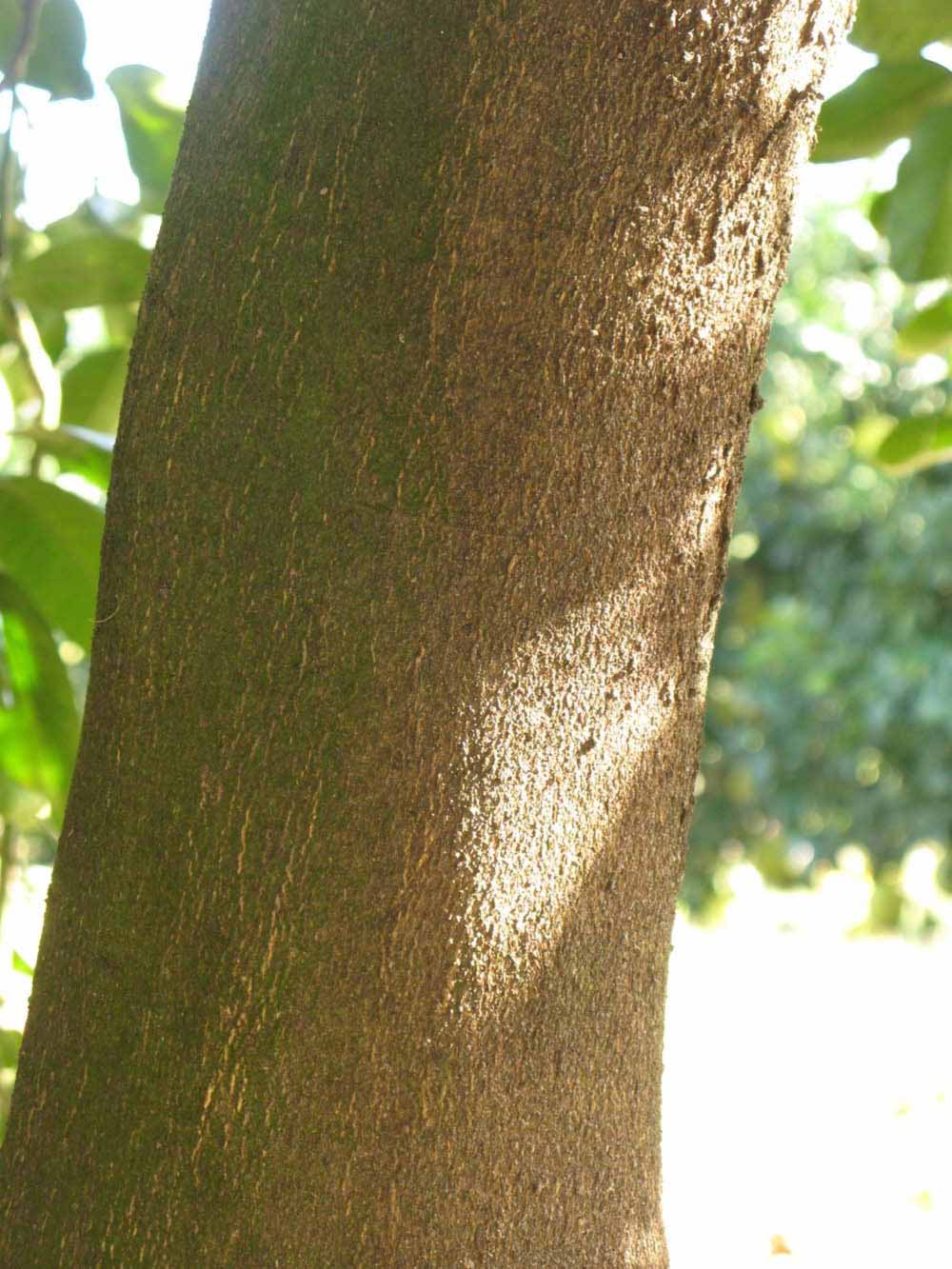              Bark (Winter Haven, FL)       